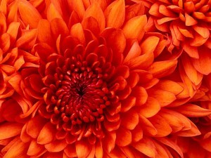 Chrysanthemum (Medium)
